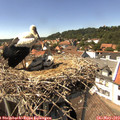 14_50-nest.jpg