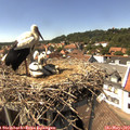 14_55-nest.jpg