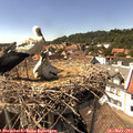 15_15-nest.jpg