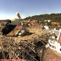 15_20-nest.jpg