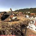 15_25-nest.jpg