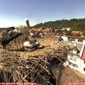 15_30-nest.jpg