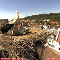 15_35-nest.jpg