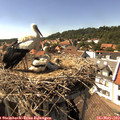 15_40-nest.jpg