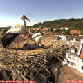 15_45-nest.jpg