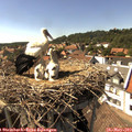 15_50-nest.jpg