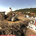 15_55-nest.jpg