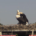 16_00-mast.jpg