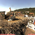 16_00-nest.jpg