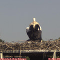 16_05-mast.jpg