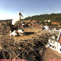 16_05-nest.jpg
