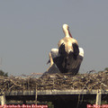 16_10-mast.jpg