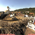 16_15-nest.jpg