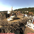 16_25-nest.jpg