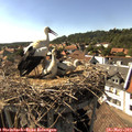 16_30-nest.jpg