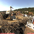16_35-nest.jpg