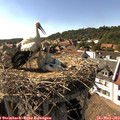16_40-nest.jpg