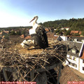 16_50-nest.jpg