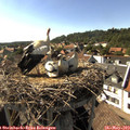 16_55-nest.jpg