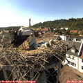 17_00-nest.jpg