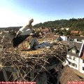 17_05-nest.jpg