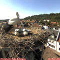 17_10-nest.jpg