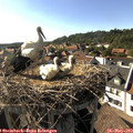 17_15-nest.jpg