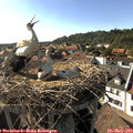 17_20-nest.jpg
