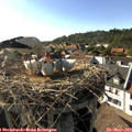 17_25-nest.jpg