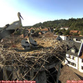 17_30-nest.jpg
