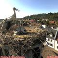 17_40-nest.jpg