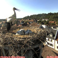 17_45-nest.jpg