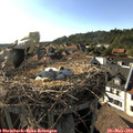 17_50-nest.jpg