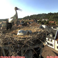 17_55-nest.jpg