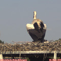 18_00-mast.jpg