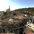 18_00-nest.jpg