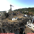 18_05-nest.jpg