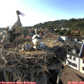 18_15-nest.jpg