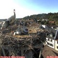 18_20-nest.jpg