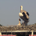 18_25-mast.jpg