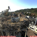 18_25-nest.jpg