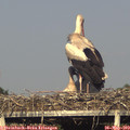 18_30-mast.jpg