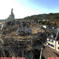 18_30-nest.jpg