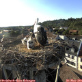 18_35-nest.jpg