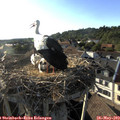 18_40-nest.jpg