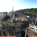 18_45-nest.jpg