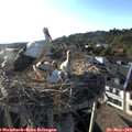 18_50-nest.jpg
