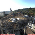 18_55-nest.jpg