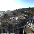 19_00-nest.jpg