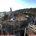 19_05-nest.jpg